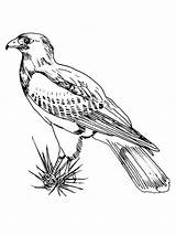 Hawk Falcon Hawks Tailed sketch template