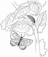 Mariposa Caterpillar Oruga Bruco Kleurplaten Vlinder Rups Kleurplaat Supercoloring árbol Coloringonly Voorbeeldsjabloon sketch template
