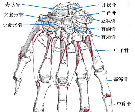 mnemonic anatomy carpal bones