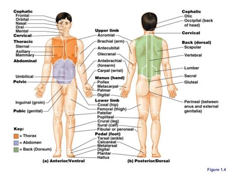 anatomi pengertian  manfaat mempelajari ilmu anatomi
