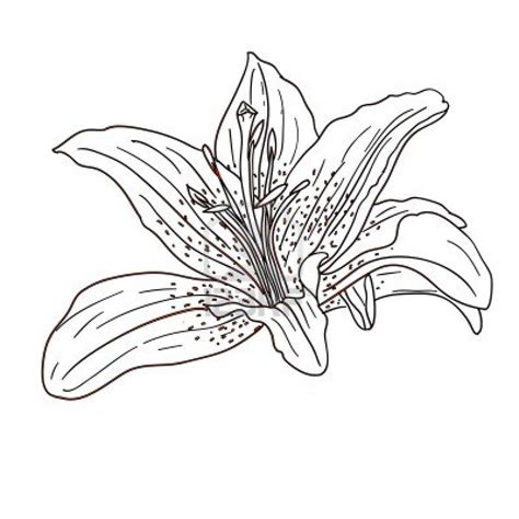 tropical flower drawings   tropical flower drawings