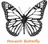 Butterfly Coloring Monarch Pages Printable Printables Wings Google sketch template