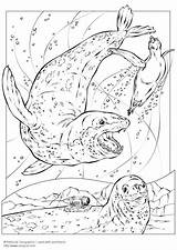 Leopard Coloring Seals Seal Pages Printable Animals Coloriage Drawing Edupics sketch template