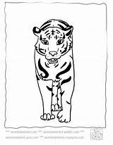 Coloring Tiger Pages Wonderweirded Wildlife sketch template