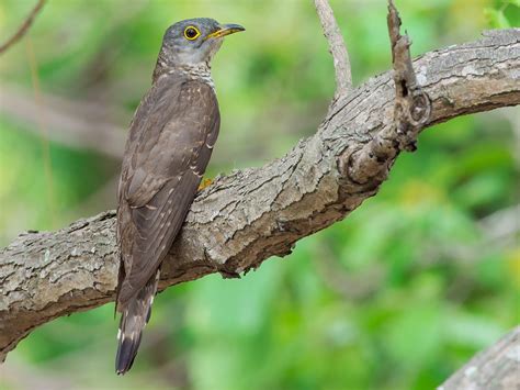 indian cuckoo ebird