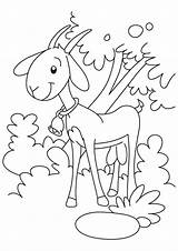 Goat Koza Goats Ziege Dzwonkiem Kolorowanka Kolorowanki Kozy Druku Parentune Mammals Wydrukuj Malowankę Drukowanka sketch template