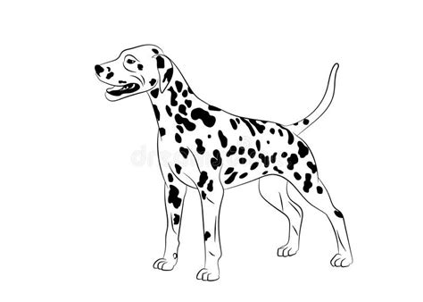 dalmatian spotted dog vector outline stock illustration realistic