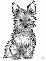 Coloring Yorkie Pages Dog Puppy Realistic Drawing Adult Adults Puppies Teacup Getdrawings Kids sketch template
