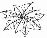 Poinsettia Coloring Flower Leaves Pages Outline Christmas Clipart Color Colouring Template Colorluna Chaconia Para Colorear Dibujos Flowers Imprimir Nochebuenas Flores sketch template