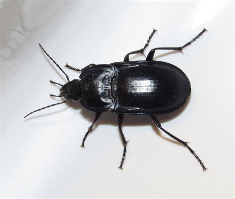 bug eric id tip ground beetle  darkling beetle