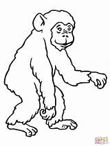 Coloring Gorilla Ape Library Clipart Chimpanzee sketch template