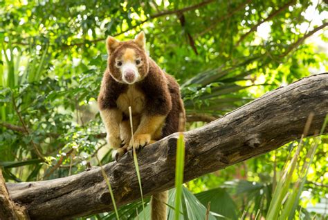 animal encounters  wildlife experiences tourism australia