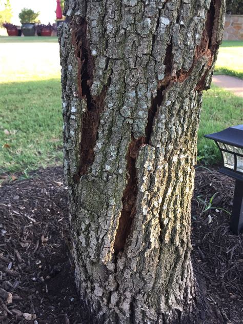 oak bark splitting   extension