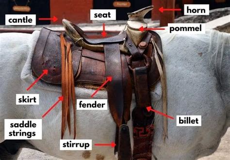 parts   saddle english  western  pictures