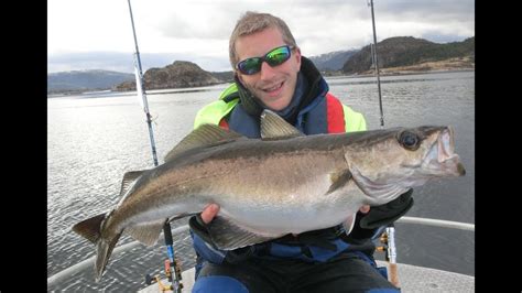 angeln  norwegen skansen  trondheimslaia auf dorsch seelachs