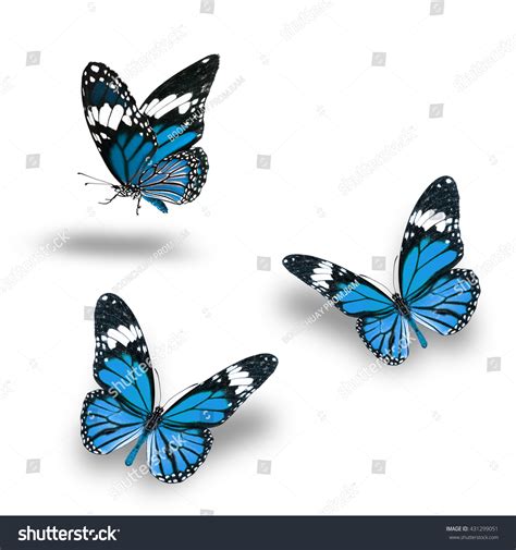 butterfly set beautiful blue butterflies flying  stock photo