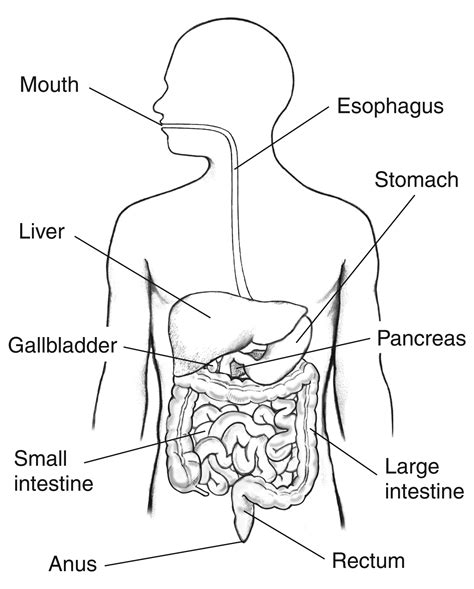 human digestive system drawing  paintingvalleycom explore