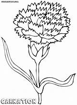 Carnation Coloring Pages Print sketch template