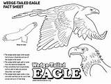 Wedge Eagle Tailed Coloring Designlooter 227px 58kb sketch template