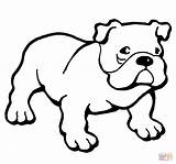 Ausmalbilder Bulldogge Bulldog Englische Printable Dog Colouring Bully Welpen sketch template