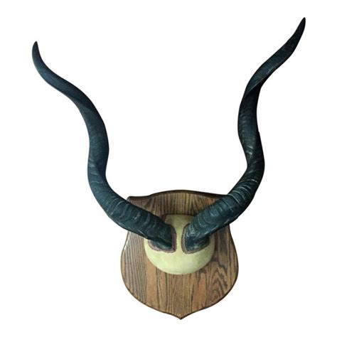 mounted greater kudu horns chairish