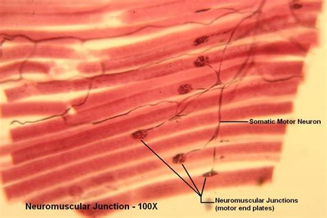 neuromuscular junction tutorial histology atlas  anatomy  physiology