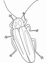 Coloring Firefly Bug Dessin Drawing Pages Coloriage Colorier Insectes Insect Lightning Insects Insecte Color Kids Dessiner Fly Imprimer Sheet Printable sketch template