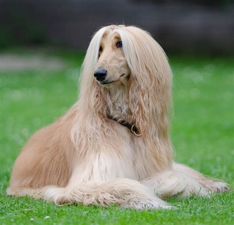 long haired dog breeds     sunnydays pets