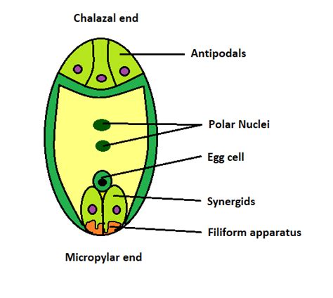 polar nuclei
