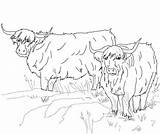 Highland Tierras Altas Cattle Escocia Vaca Ganado Supercoloring sketch template