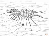 Coloring Pages Centipede Millipede House Drawing 49kb 1199 Popular sketch template