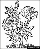 Coloring Marigold Pages Popular sketch template