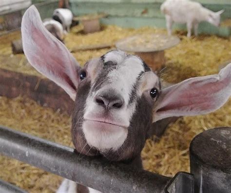 The Bucks Goat Centre Farming Uk Farm Attractions
