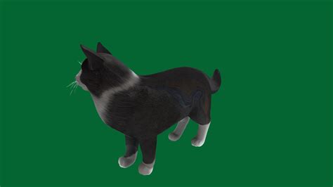 Norwegianforest Cat Non Commercial 3d Model By Nyilonelycompany