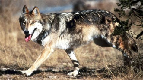 trump officials  gray wolf protections   mexican gray wolf