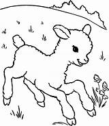 Lamb Agneau Lambs Outline Cordero Coloringhome Colorier Albumdecoloriages Grasslands Coloring4free Grassland Sheeps Coloriages Library Mouton Insertion Loup sketch template