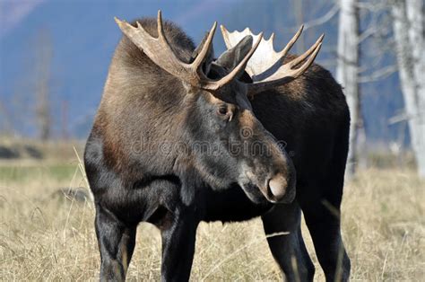 alaskan fall moose stock image image of antler large 63791171