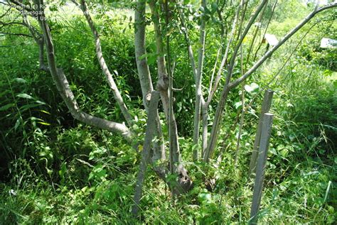 plantfiles pictures salix species american pussy willow glaucous