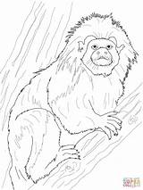 Tamarin Coloring Cotton Top Pages Lion Golden Printable Drawing Monkey Drawings 44kb 1600px 1200 Categories Supercoloring sketch template