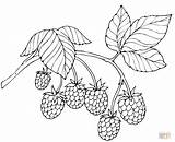 Raspberry Supercoloring sketch template