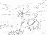Reindeer Finnish Forest Coloring Pages Printable sketch template