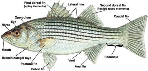 guide  finfish lesions