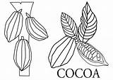 Cocoa Drawing Plant Fruit Getdrawings sketch template