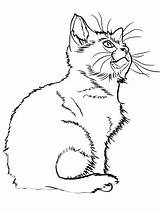 Coloring Kitten Pages Printable sketch template