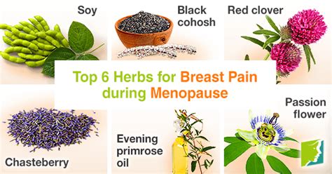 Top 6 Herbs For Breast Pain During Menopause Menopause Now