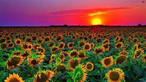 sunflower field sunset