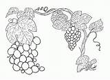 Grapes Coloring Pages Grape Printable Vine Grapevine Colouring Google Template sketch template