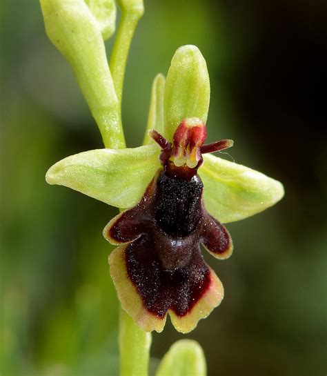 ophrys subinsectifera  coustouges  pyrene flickr