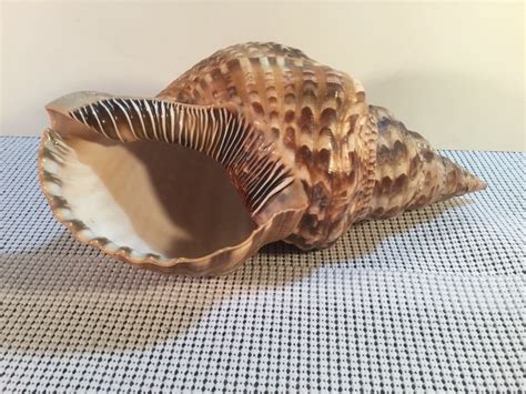 extra extra large conch sea shell  long beautiful colors gorgeous ebay sea