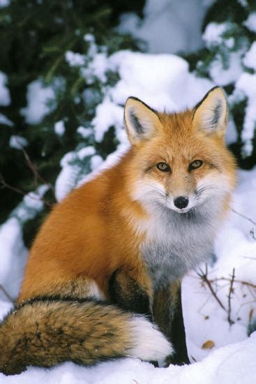Red Fox In Snow Photographic Print At Uk